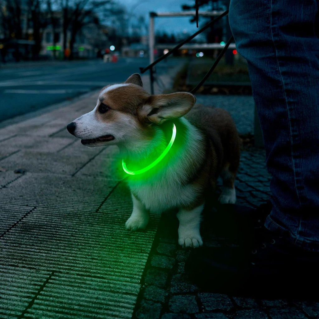 Dog wearing a glowing green LED collar outdoors at night
